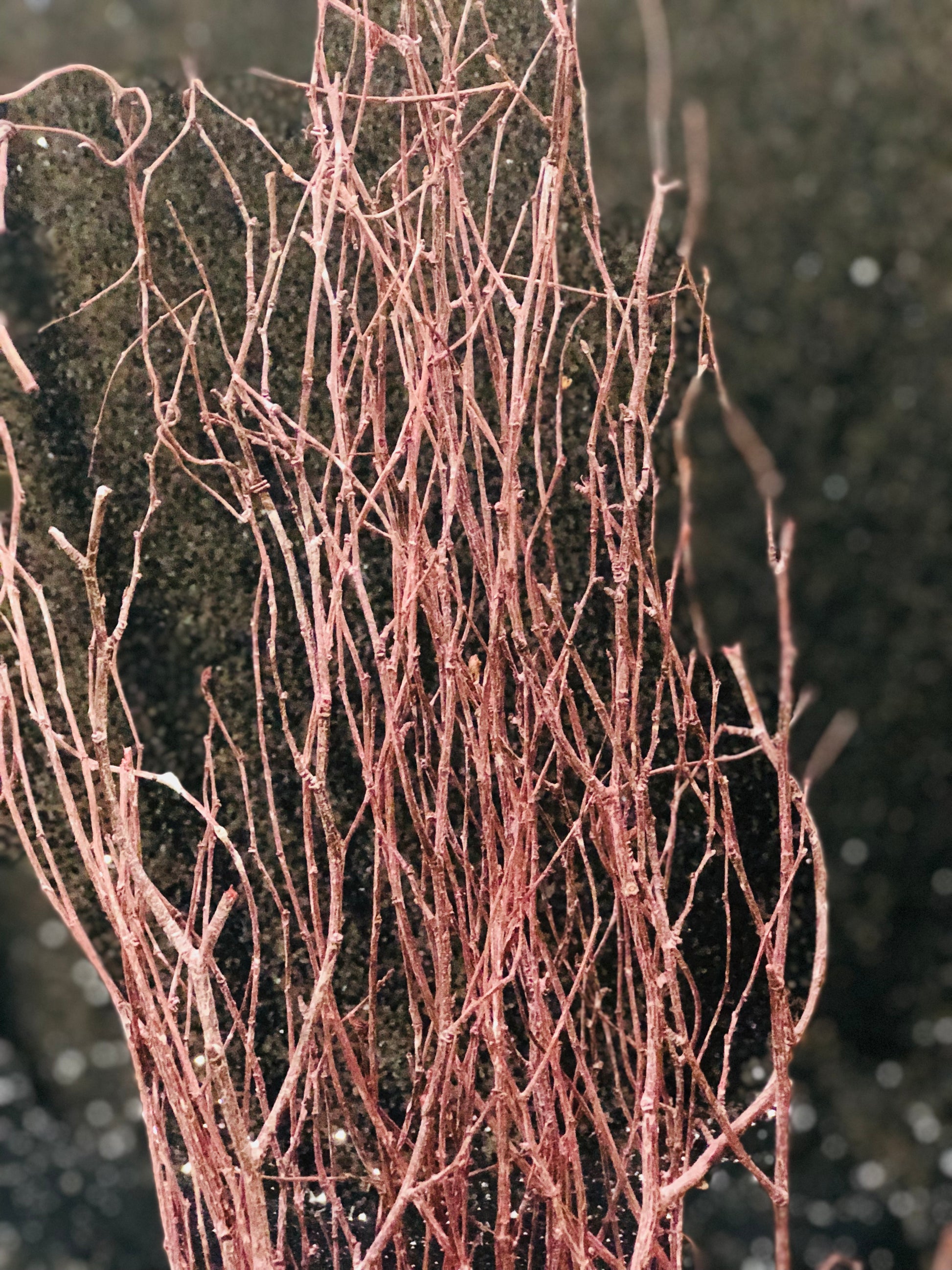 Birch Branches (bunch of 5 sticks) - Red washed image