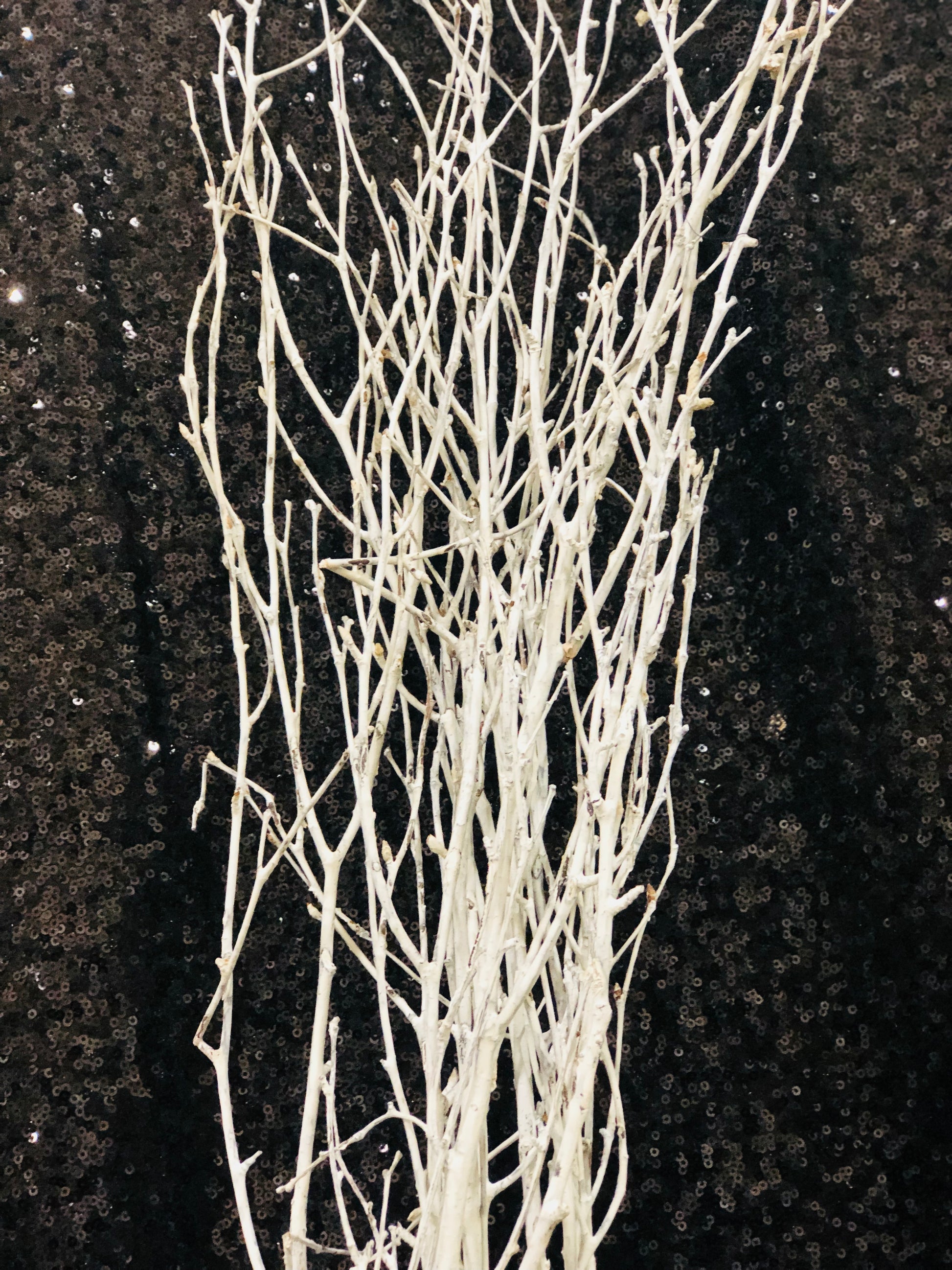 Birch Branches (bunch of 5 sticks) - Matte white image