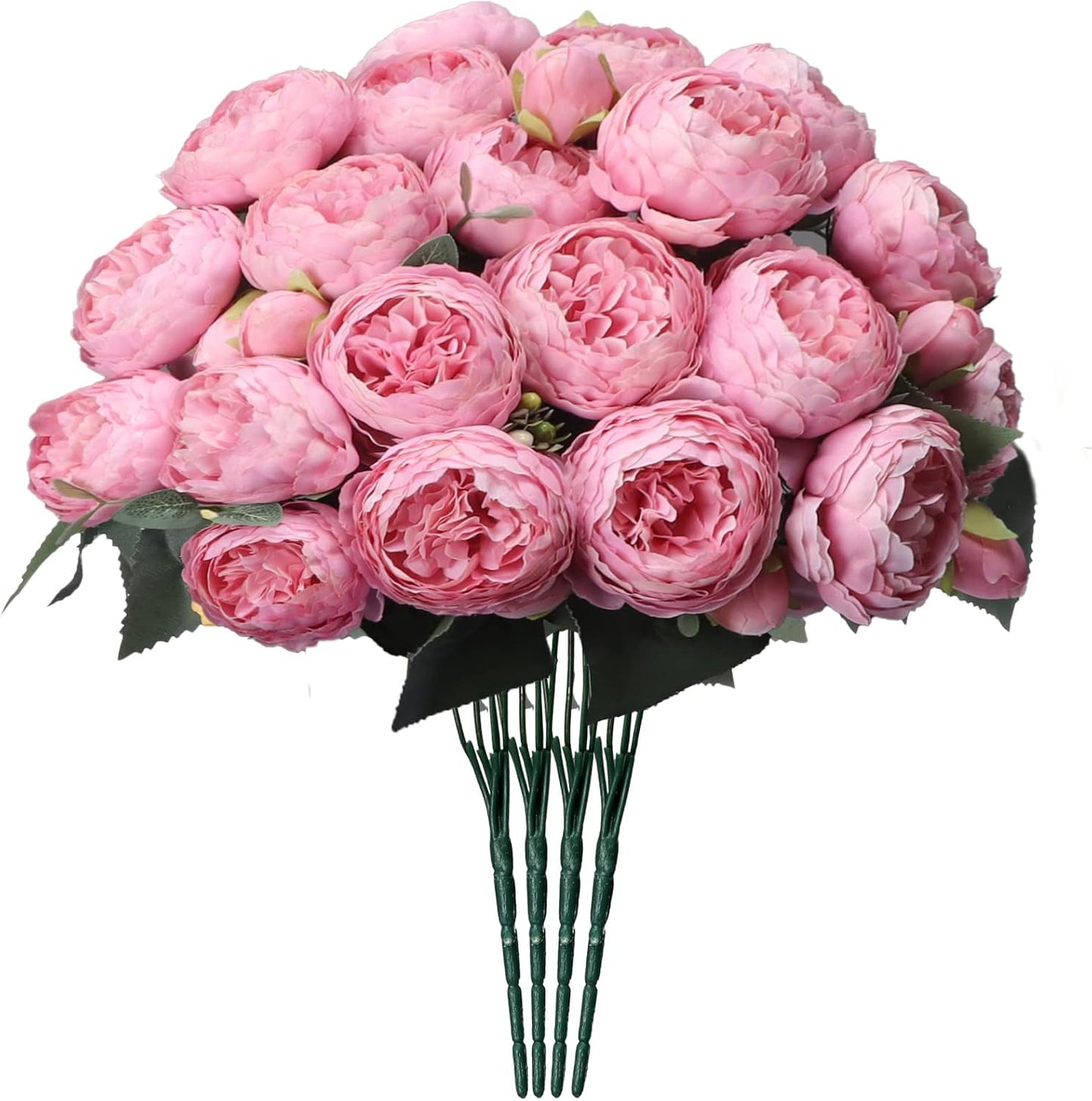 big rose bush