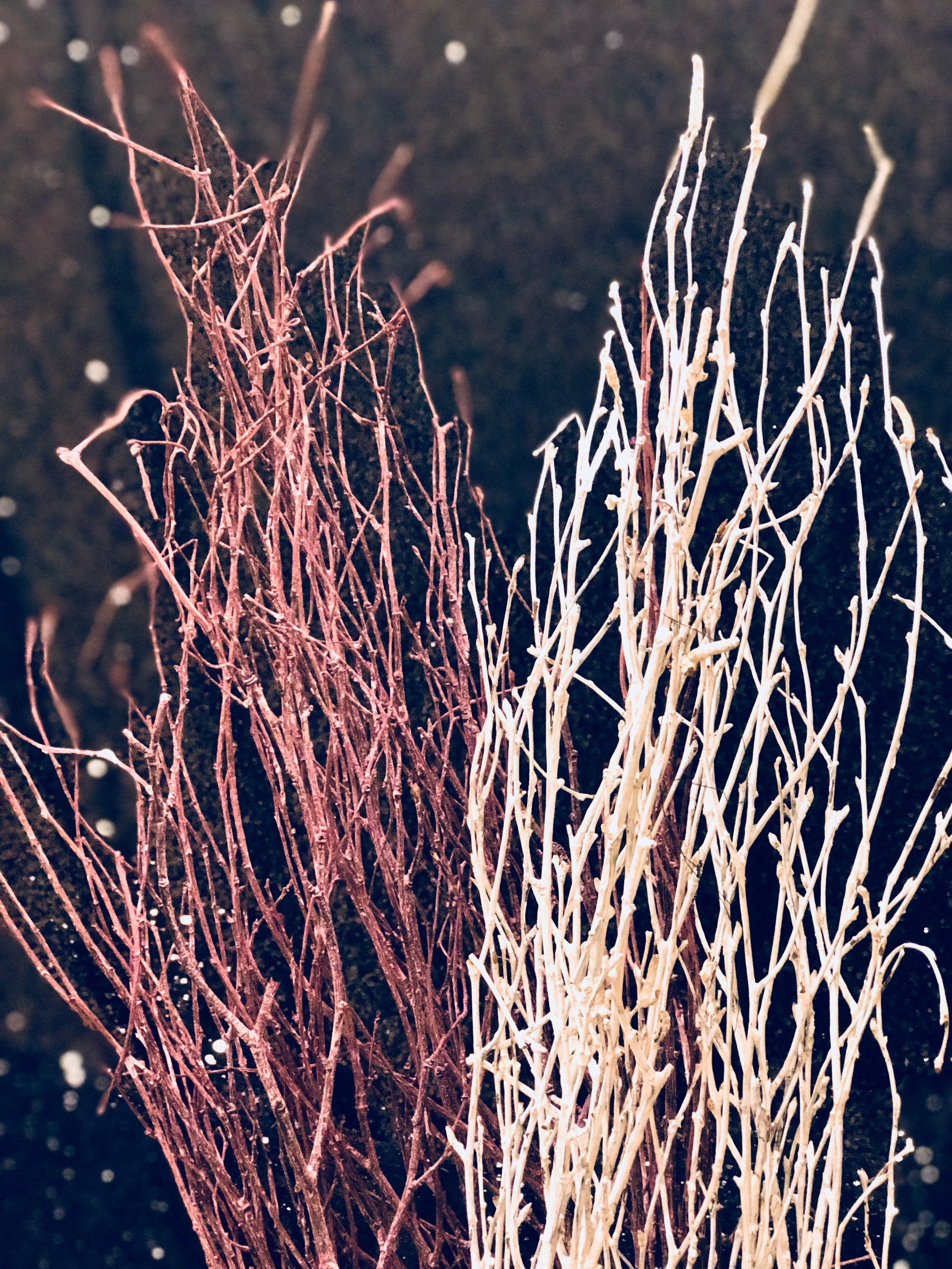 Birch Branches (bunch of 5 sticks) image 1