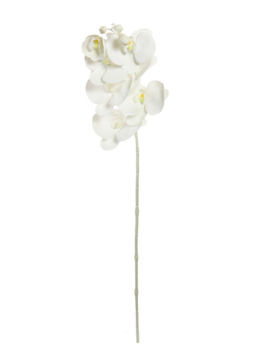 orchids 7 heads
