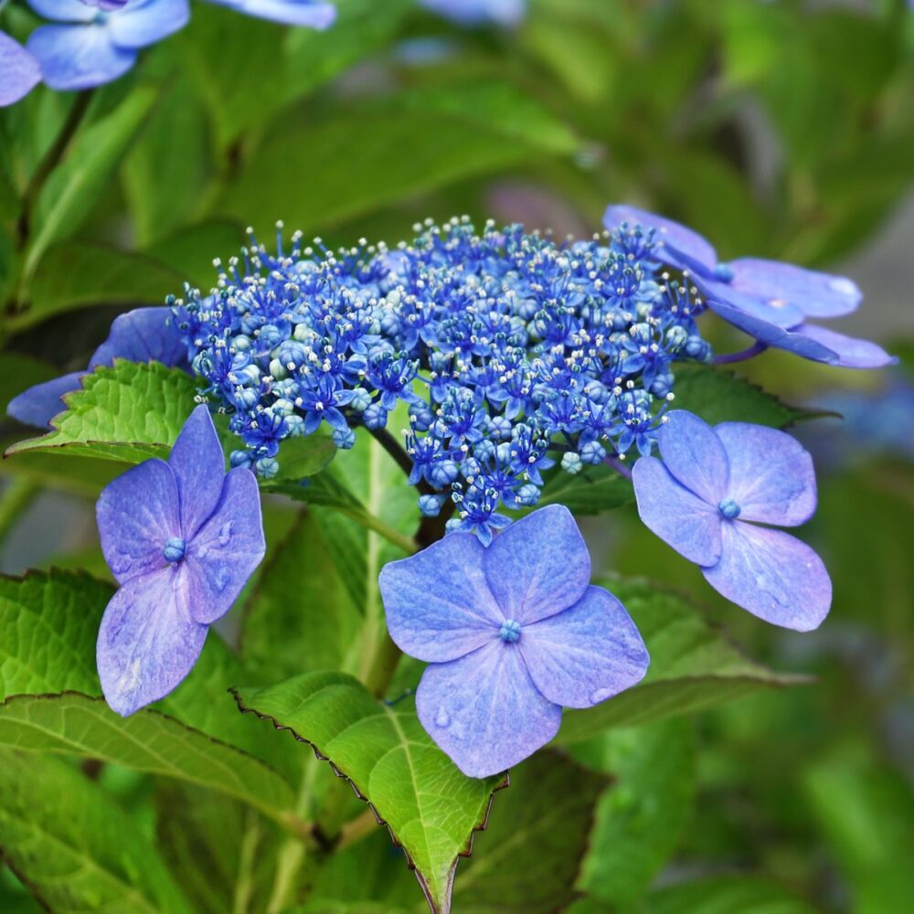 Hydrangea Flowers